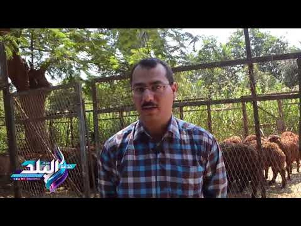 صدى البلد | الزراعة: تحصين ماشية الأضاحي ضد الأ...