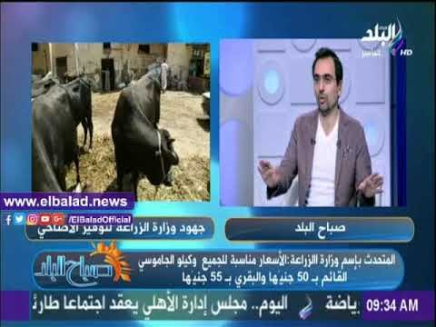 صدى البلد |الزراعة: طرح الأضاحي بأسعار مخفضة والتسليم قبل العيد بـ 48 ساعة