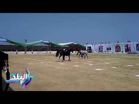 صدى البلد | افتتاح معارض الاسر المنتجة المشاركة بمهرجان الخيول العربية