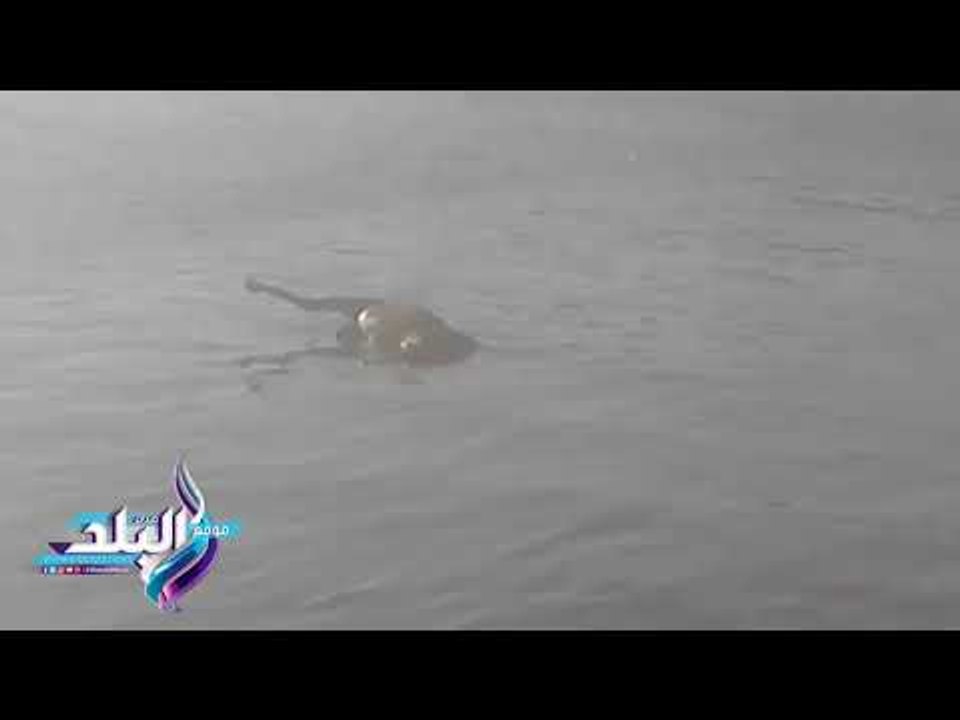 صدى البلد | انتشار القمامة وغرق الحيوانات النافقة أسفل كوبرى قصر النيل