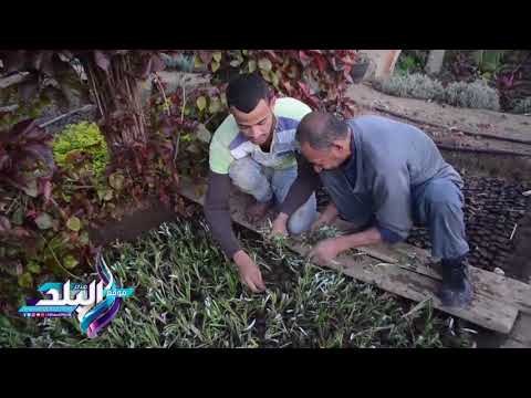 صدى البلد | صدى البلد داخل إحدى مشاتل القناطر الخيرية.. الاستيراد 30% والتصدير ضئيل