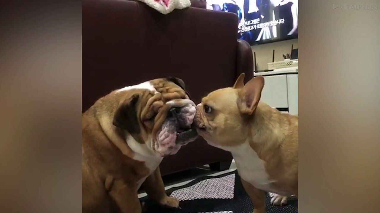 French Bulldog Teases Younger Brother