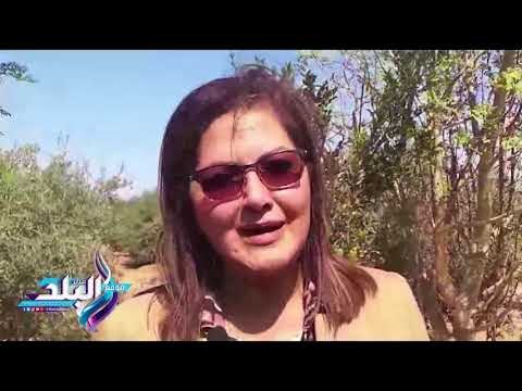 صدى البلد | وزيرة التخطيط: طور سيناء تتوفر فيها مقومات الزراعة