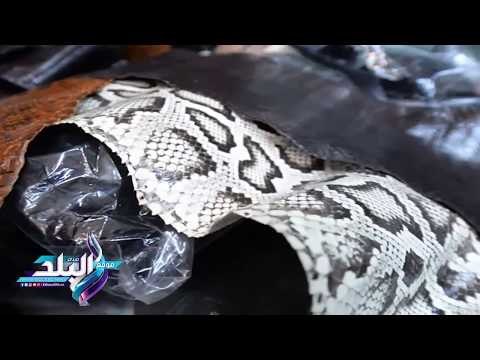 صدى البلد | جلود الكوبرا والبايثون والورل أحدث صيحات صناعة الحقائب النسائية