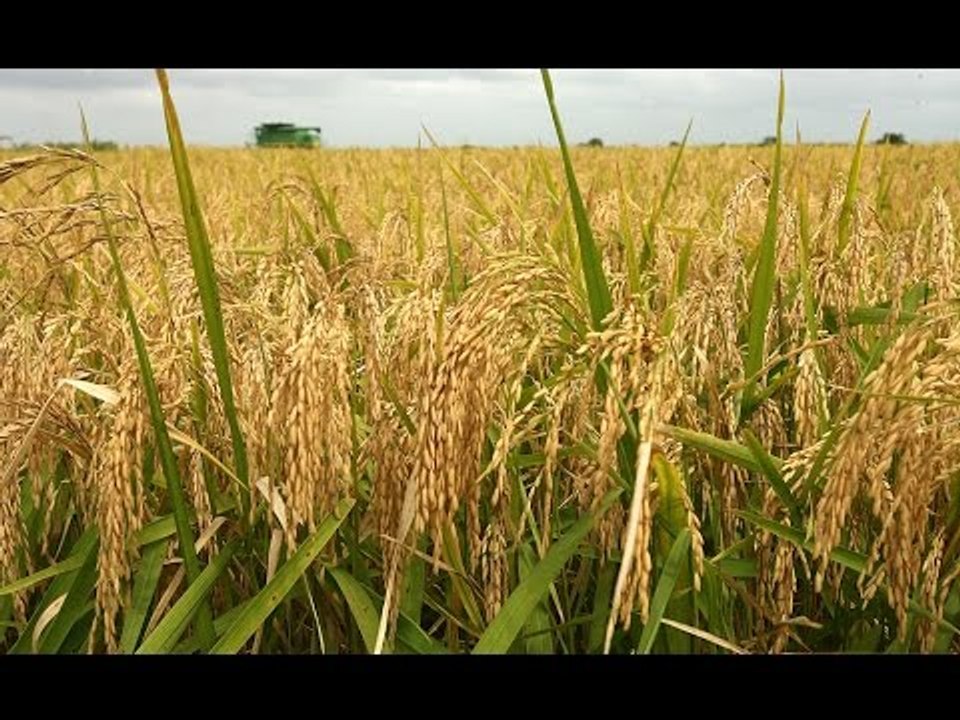 صباح البلد - بشرى سارة للمزارعين من الزراعة:"إستنباطنا أصناف من الأرز تتحمل الجفاف وقصيرة العمر