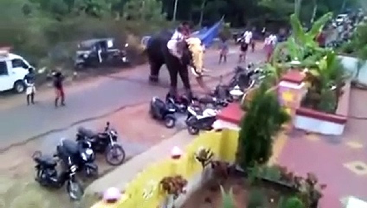 Elephant attack in kerala