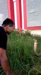 Man kissing giant king cobra
