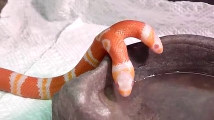 Top 10 Scary Two Headed Animals That Will Freak You Out