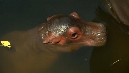 شاهد: حديقة حيوانات في تايلاند تكشف عن مولود جديد لفرس النهر