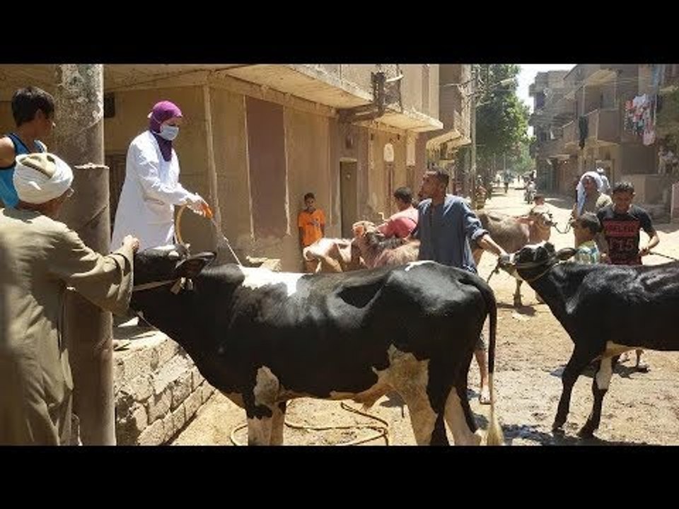 صدى البلد | نقيب البطريين قانون حماية الحيوان لتصحيح مصار الطب البيطرى فى مصر