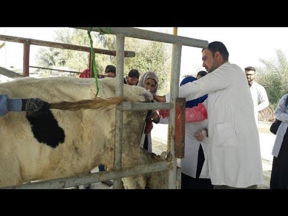 صدى البلد | نقيب البيطريين نحتاج 600 طبيب بيطرى بالمستشفيات الحكومية