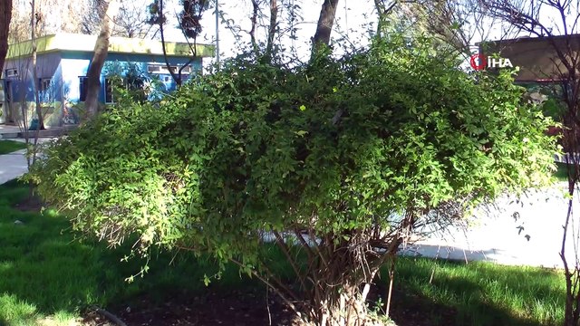 Şanlıurfa'da, ilkbahar güzellikleriyle göz kamaştırıyor