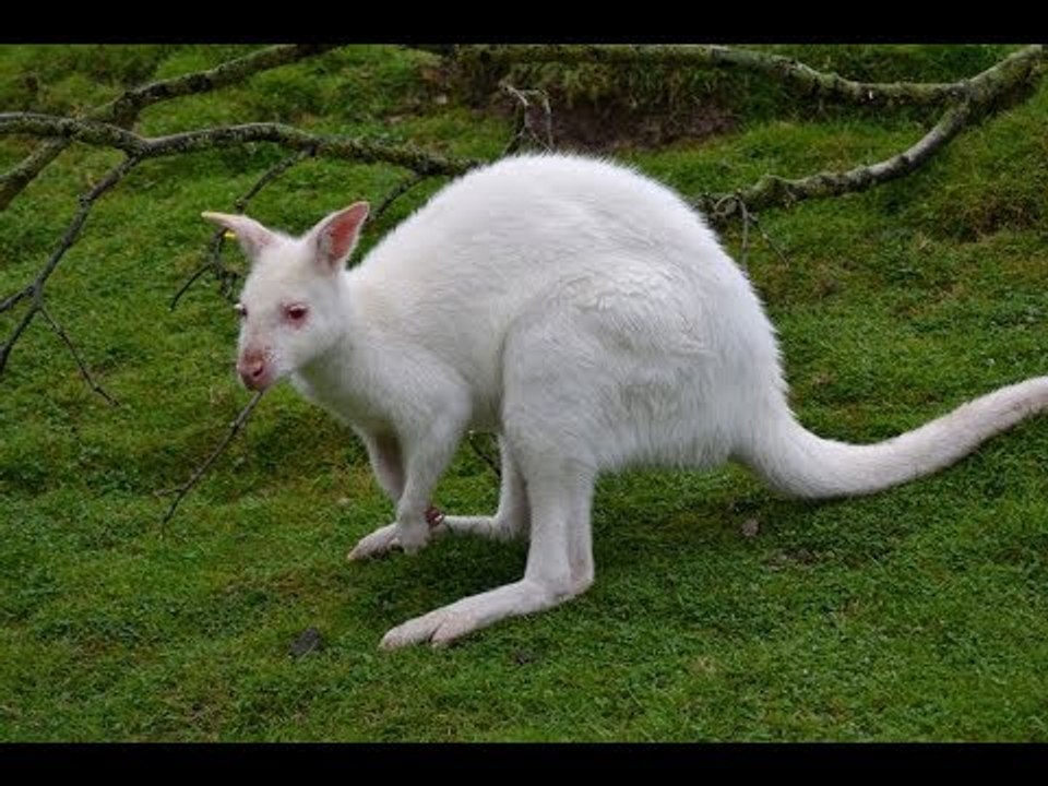 صدى البلد | حدائق الجيزة : شراء أنواع جديدة من حيوان الكونغو الأبيض