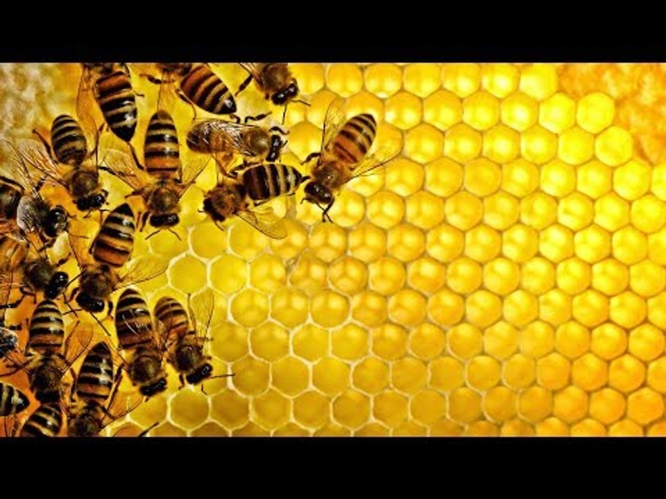 صدى البلد | مربي نحل : مهنتنا تدعم الاقتصاد ونطالب المسؤلين تطويرها