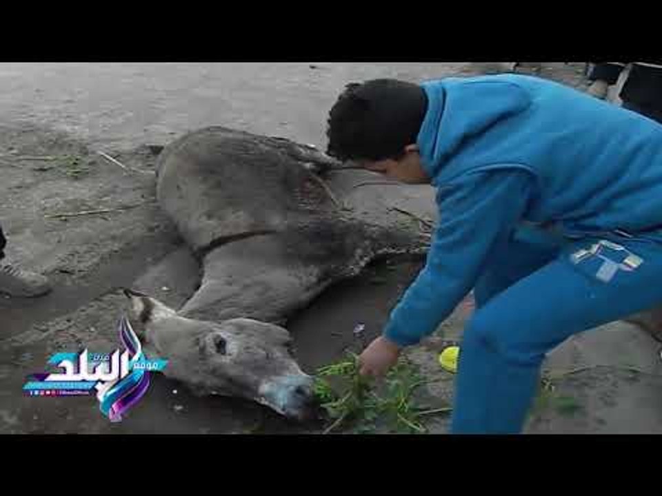 صدى البلد | «حمار» يكسب تعاطف أهل الفيوم.. رئيس المدينة ونقيب البيطريين يتدخلان لعلاجه
