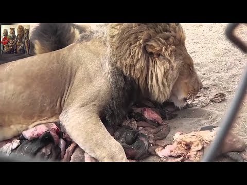 صدى البلد | الاهمال شعار حديقة الحيوان بحيرات ملوثة وانتشار القمامة ومساحات مهجورة