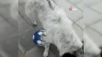 Futbolcu köpeği gören telefona sarıldı