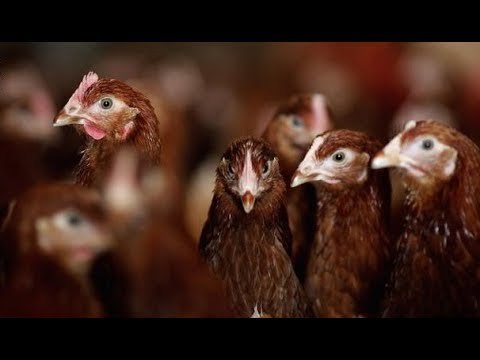 صدى البلد | تراجع أسعار الدواجن بالأسواق