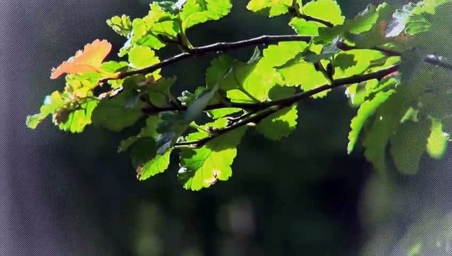 A vendre - Appartement - Bulle (1630) - 2.5 pièces - 52m²