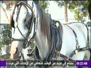 صباح البلد - الحنطور.. وسيلة مواصلات مهددة بالإنقراض
