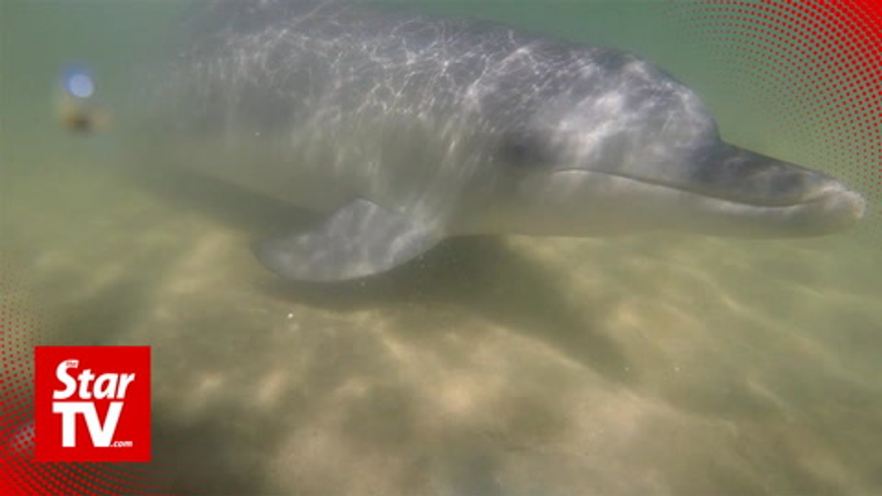 The dolphin dance floor