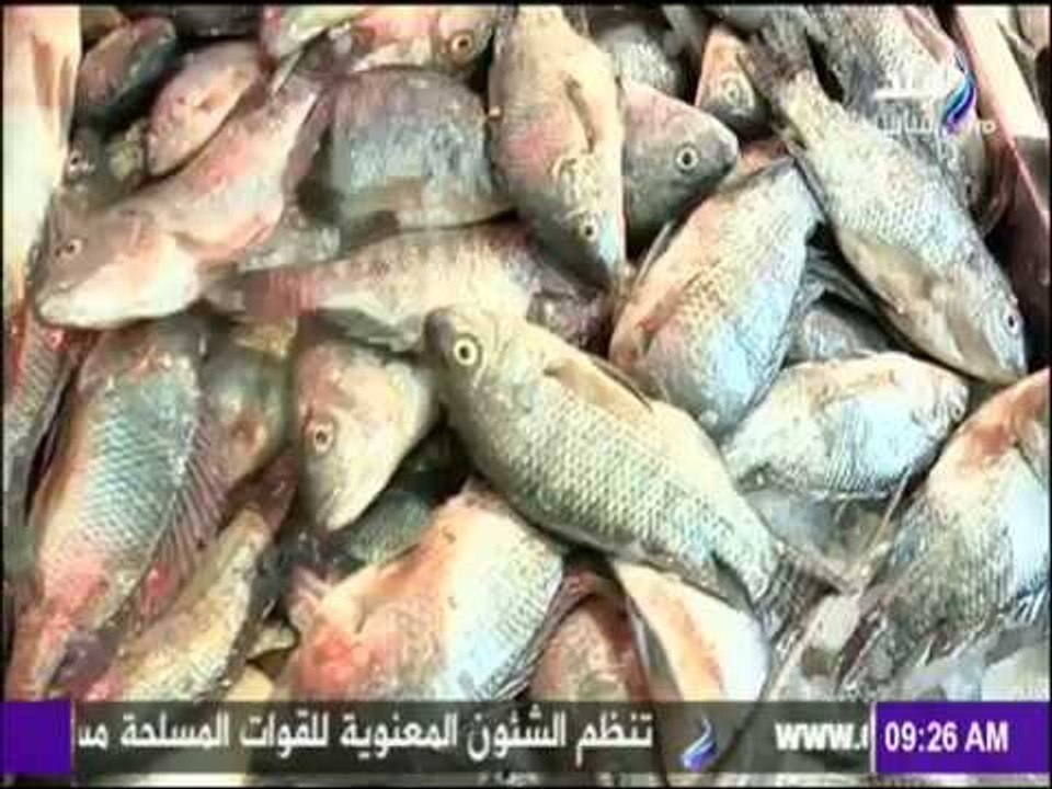 صباح البلد - بعد فرض رسوم على تصديره .. هل سيتوقف قطار أسعار السمك السريع؟