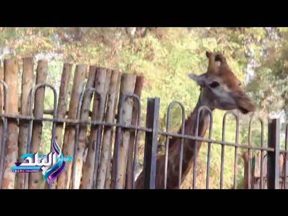 صدى البلد | الزرافة"سنسون" بعد وفاة زوجها بحديقة الحيوان