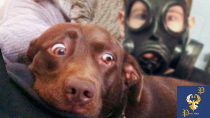 Funny Dogs Scared of Masks - Part 3