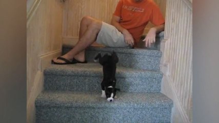 Un jeune Terrier de Boston descend les marches d'un escalier !