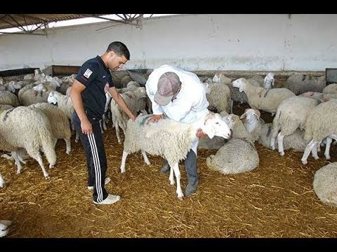 صدى البلد | إقبال كبير على قافلة جامعة بنها البيطرية