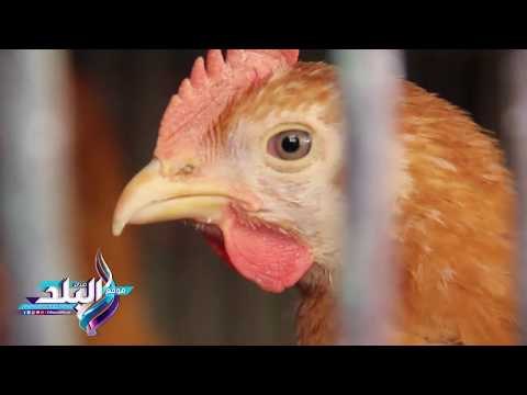صدى البلد | اسعار الدواجن بالاسواق اليوم