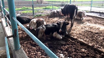 Büyükbaş hayvan çalan zanlı, lastik patlayınca yakalandı - OSMANİYE