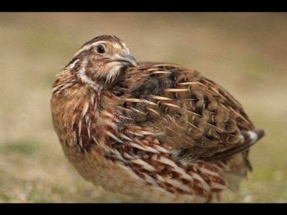 صدى البلد | صدى البلد داخل مزرعة " سمان "