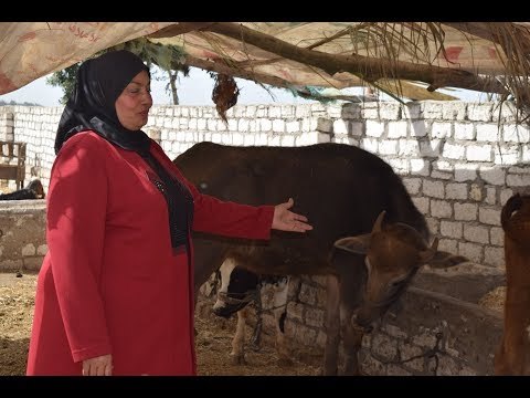 صدى البلد | أول سيدة «عُمدة» في كفر الشيخ