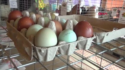 Bursa Sultan Tavuğu 5 Bin Liradan Satıldı