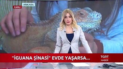 "İguana Şinasi" Evde Yaşarsa