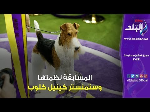 صدي البلد | تنافس 3 آلاف كلب على لقب الأفضل في نيوروك