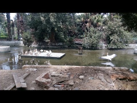 صدى البلد | مع دخول الصيف...بحيرة البجع في حديقة الحيوان تجف ونشطاء الفيسبوك يسخرون