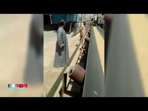 صدى البلد | الأقصر تستعد لموسم حصاد القمح