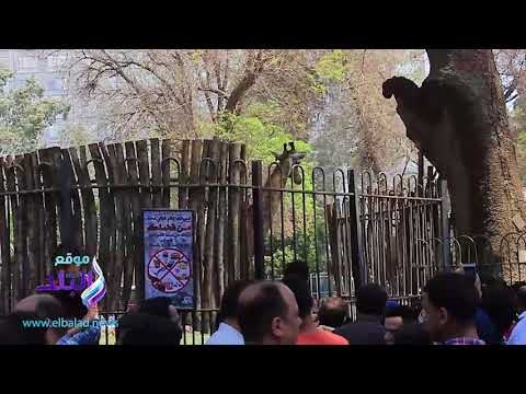 صدى البلد | إقبال كبيرعلى بيوت الفيل والزرافة والأسد بحديقة الحيوان