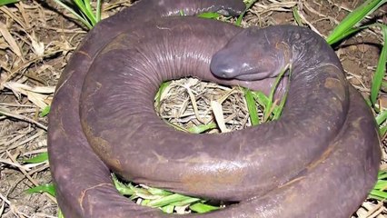 Les 10 animaux les plus ÉTRANGES