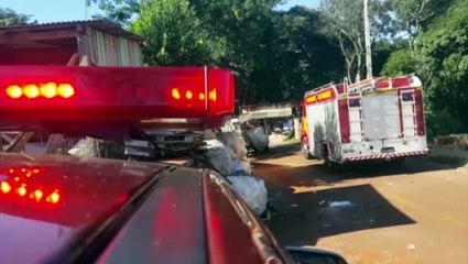 'Força-tarefa' é montada para corte de pinheiro que está com a base podre