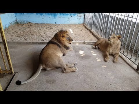 صدى البلد |استعدادات حديقة الحيوان لاستقبال زوارها فى شم النسيم