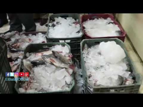 صدى البلد | أهالي كفر الشيخ سعداء بطرح منتجات غليون السمكية في الأسواق