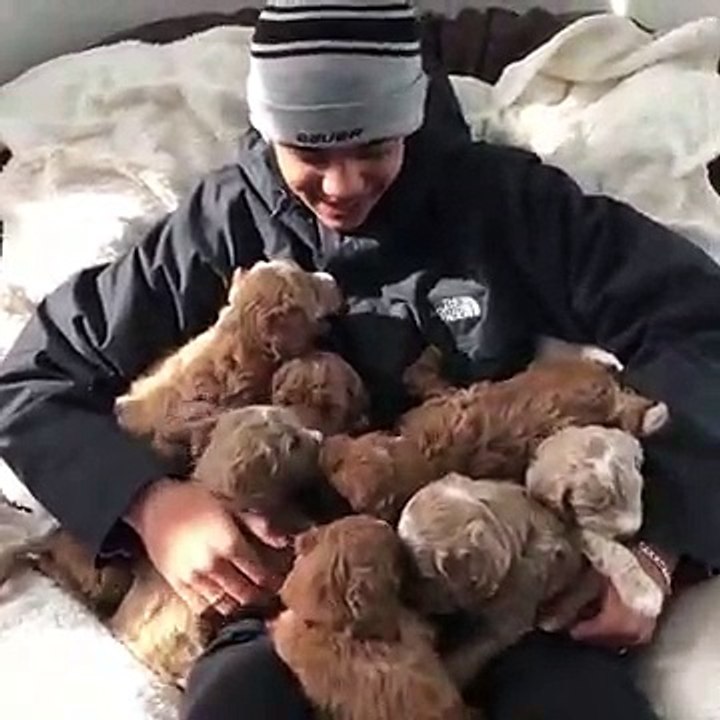 Une couverture de chiots