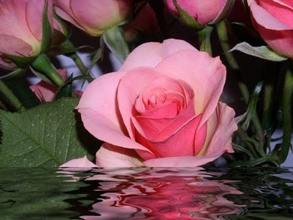 صدى البلد |"يا ورد مين يشتريك".. قصة أقدم بائع زهور في وسط البلد