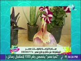 كريم وليد : شغفي لزراعة البلكونات بدءا من المدرسة واستاذ الزراعة من دفعني للتنفيذ