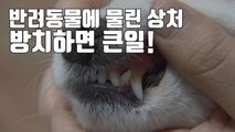 [자막뉴스] 반려동물에 물린 상처...방치하면 큰일난다 / YTN