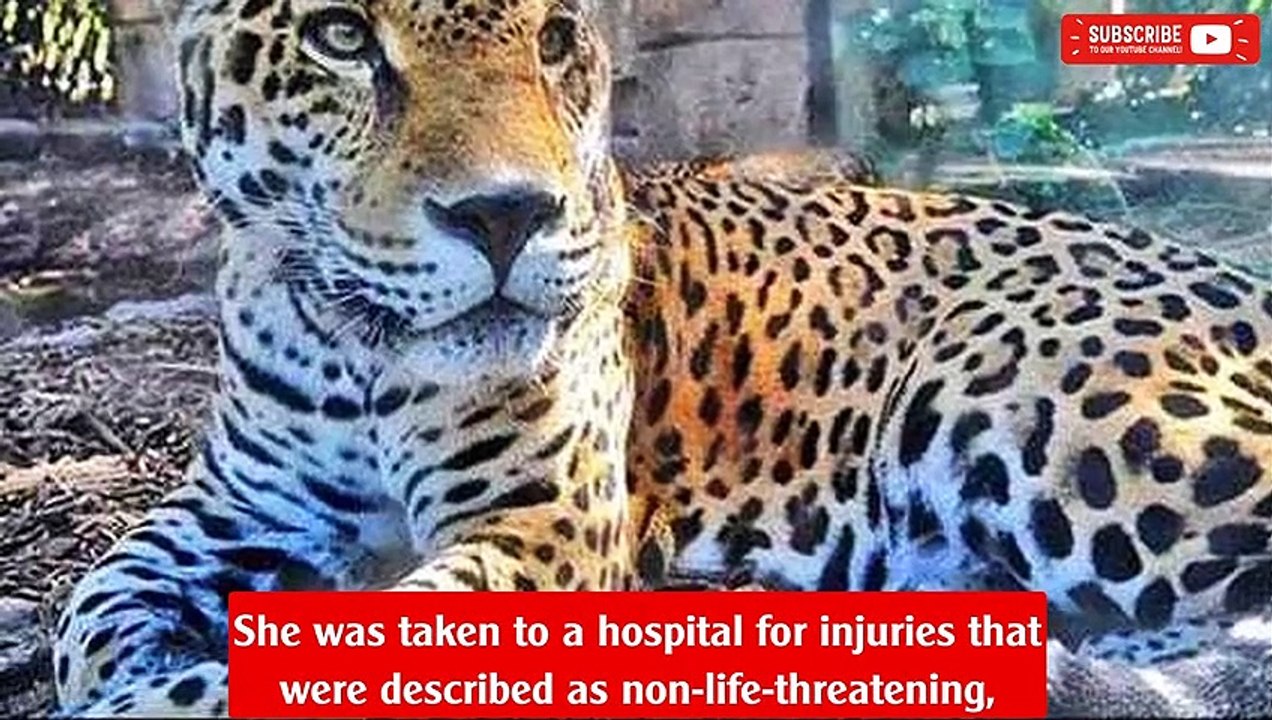Jaguar attacks Arizona zoo visitor, witnesses distract animal with water bottle
