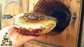 Harvesting Honey-Delocious!